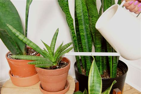 how often to water snake plants